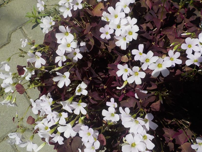  - oxalis triangularis