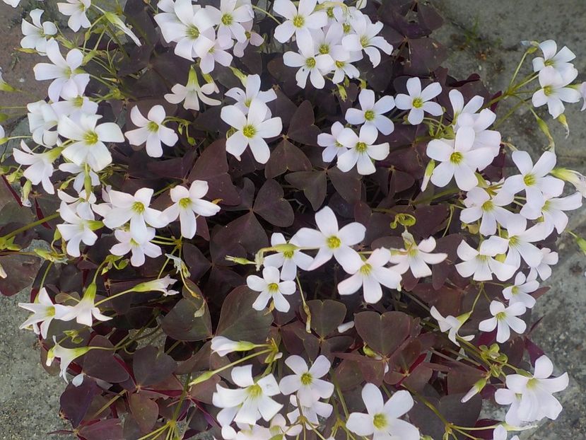  - oxalis triangularis