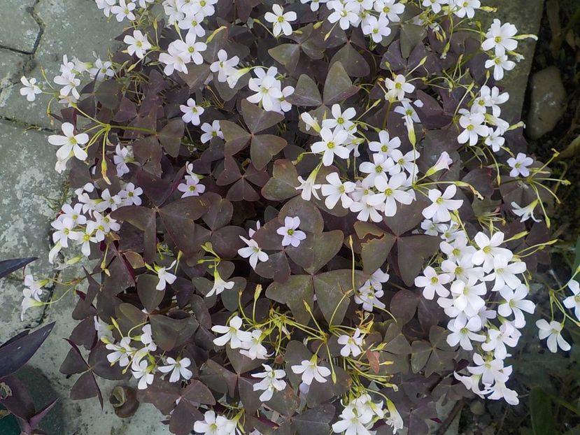  - oxalis triangularis