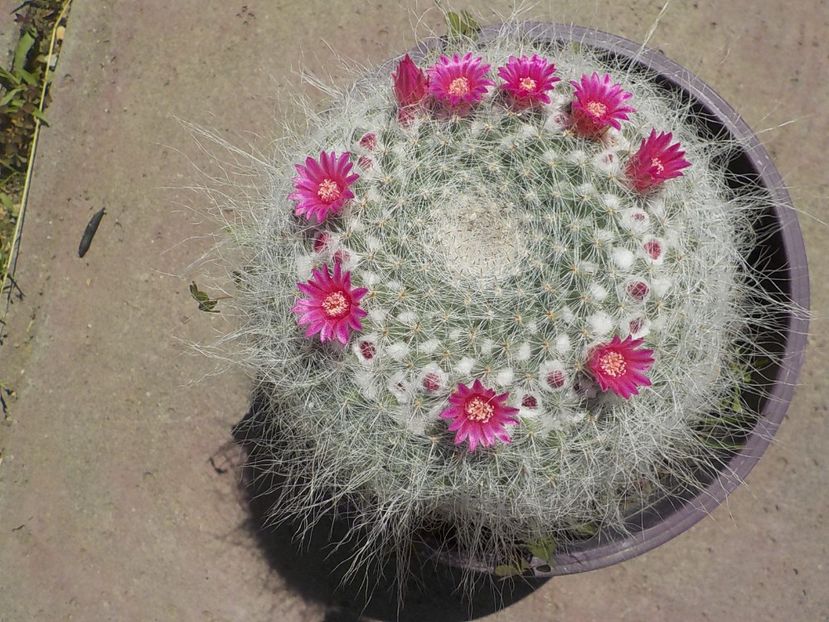  - mammillaria hahniana