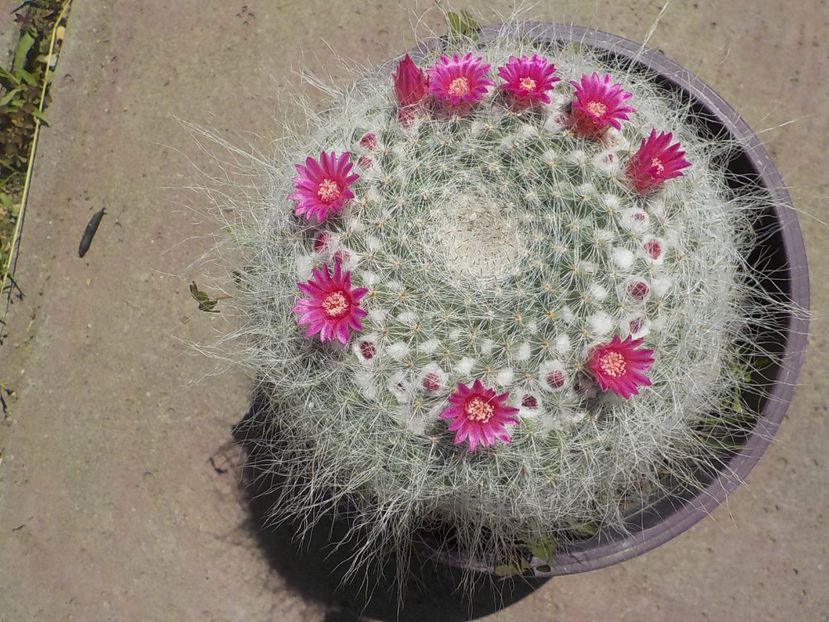  - mammillaria candida