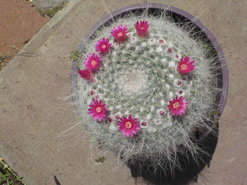  - mammillaria hahniana