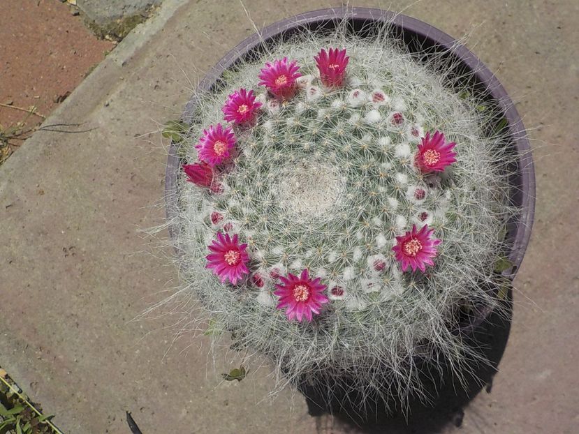  - mammillaria candida