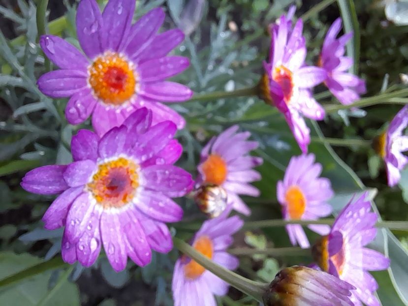  - Argyranthemum frutescens Comet Pink