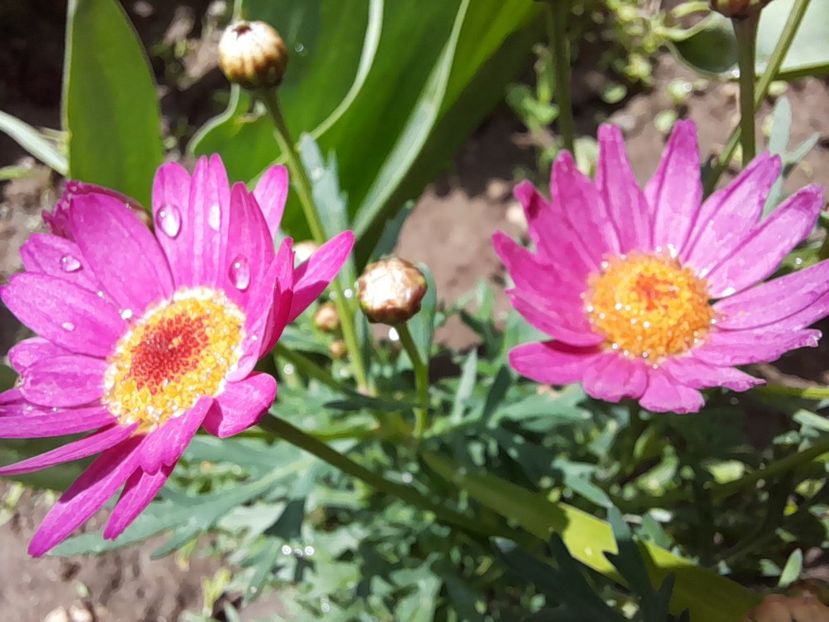  - Argyranthemum frutescens Comet Pink