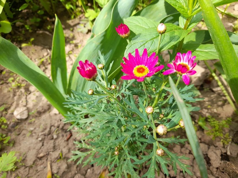  - Argyranthemum frutescens Comet Pink