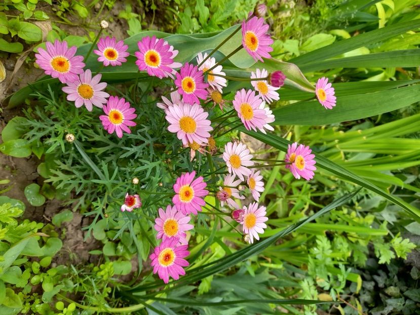  - Argyranthemum frutescens Comet Pink