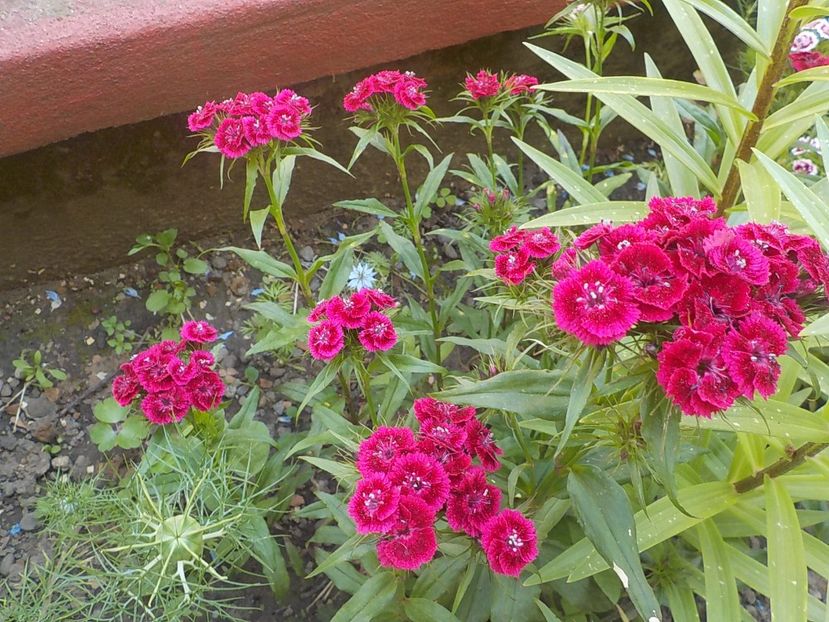  - dianthus