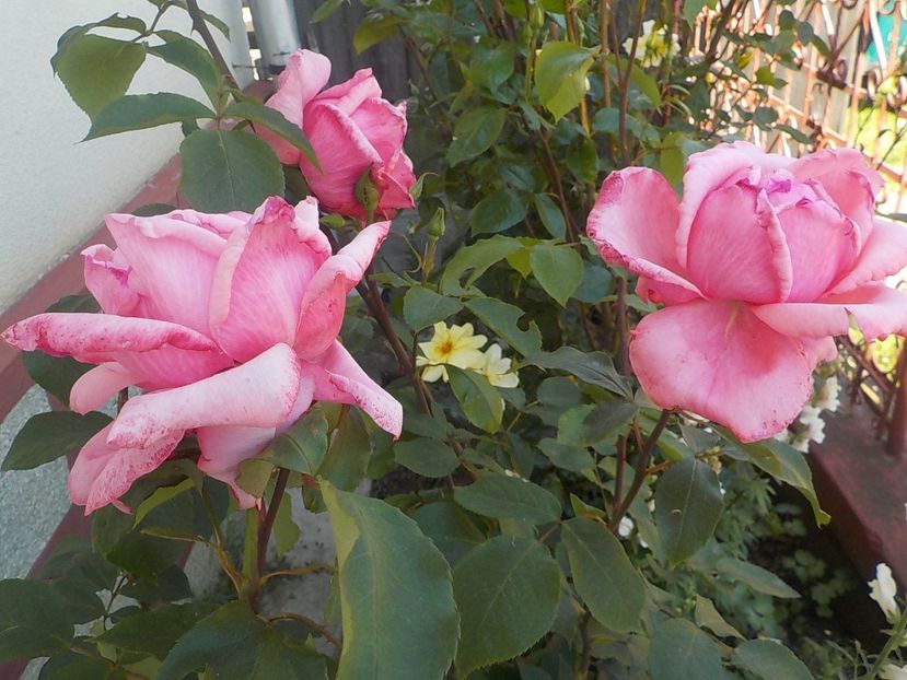  - Trandafiri in gradina mea