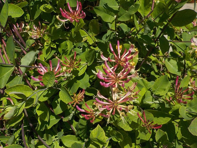  - lonicera