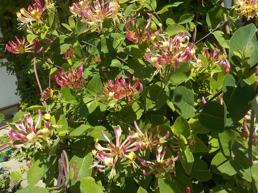  - lonicera