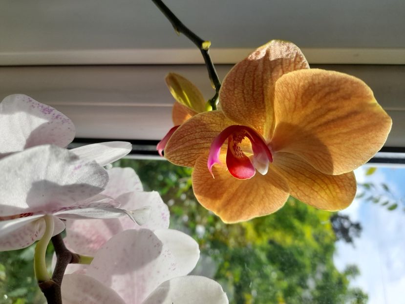  - phalaenopsis