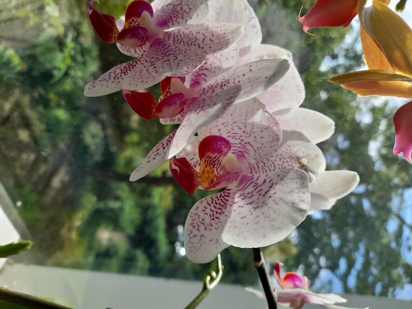  - phalaenopsis