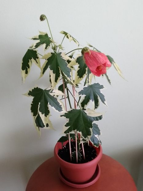 Abutilon variegat - Abutilon variegat 2021