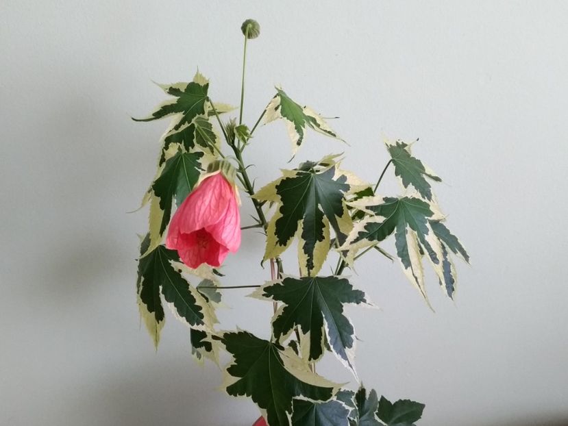  - Abutilon variegat 2021