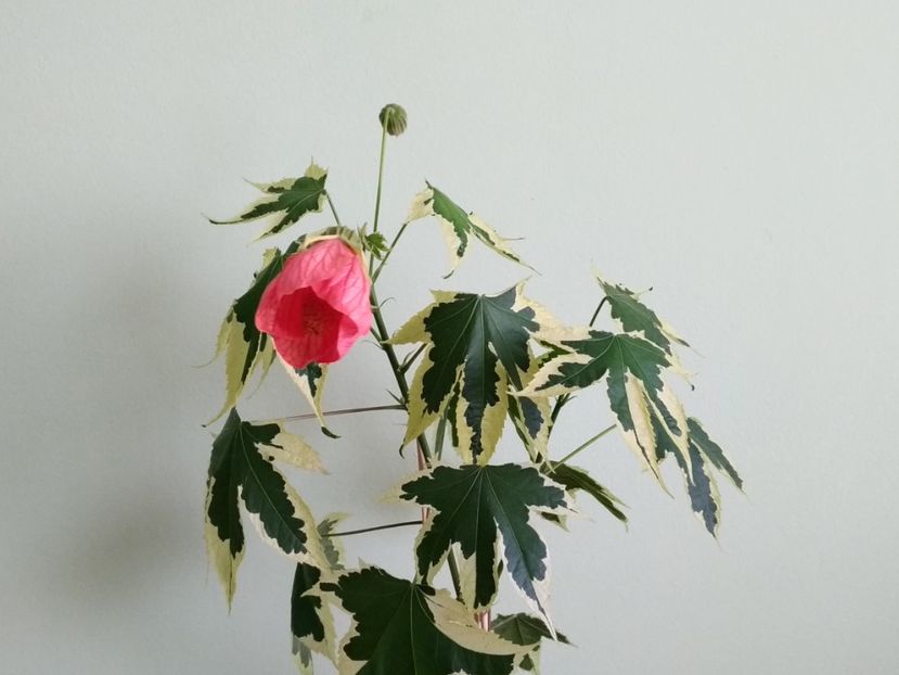  - Abutilon variegat 2021