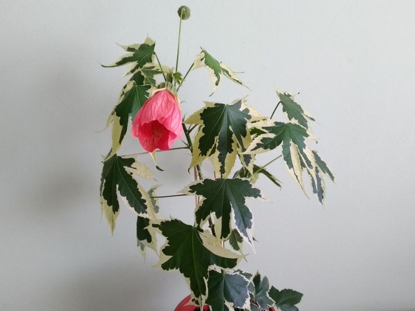  - Abutilon variegat 2021