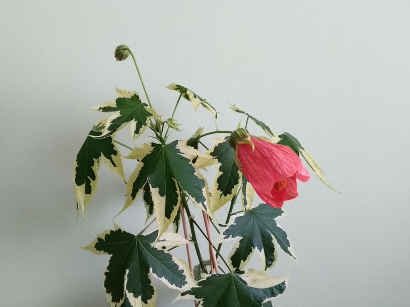  - Abutilon variegat 2021