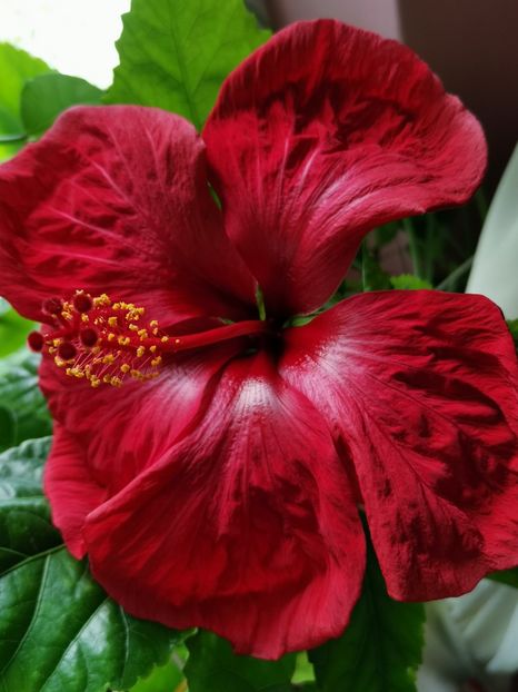  - Hibiscus 2015-2024