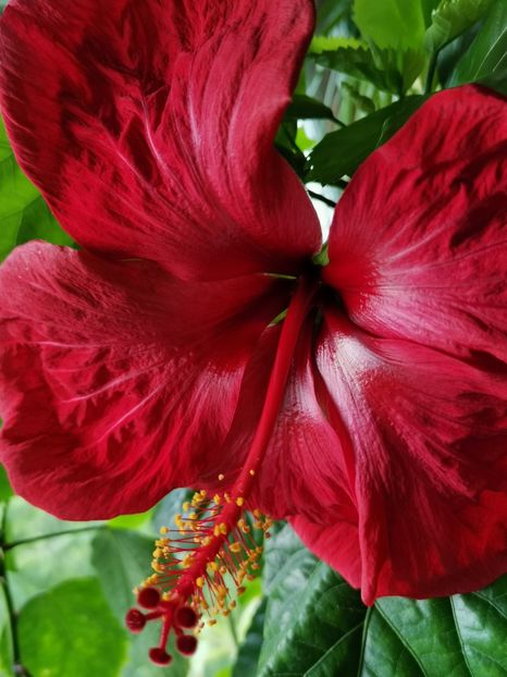  - Hibiscus 2015-2024