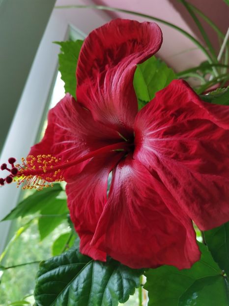  - Hibiscus 2015-2024