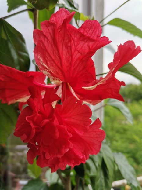  - Hibiscus 2015-2024