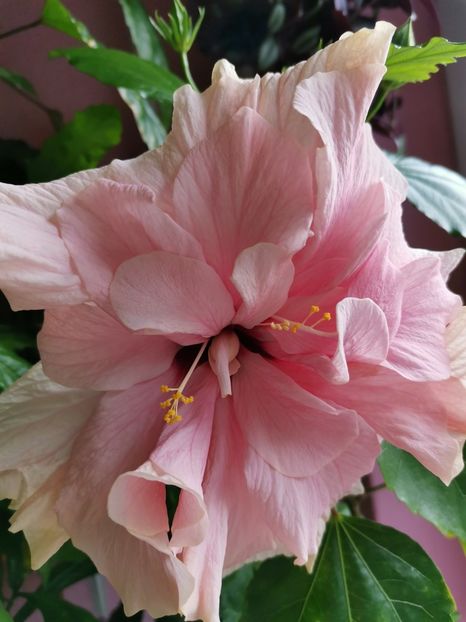  - Hibiscus 2015-2024