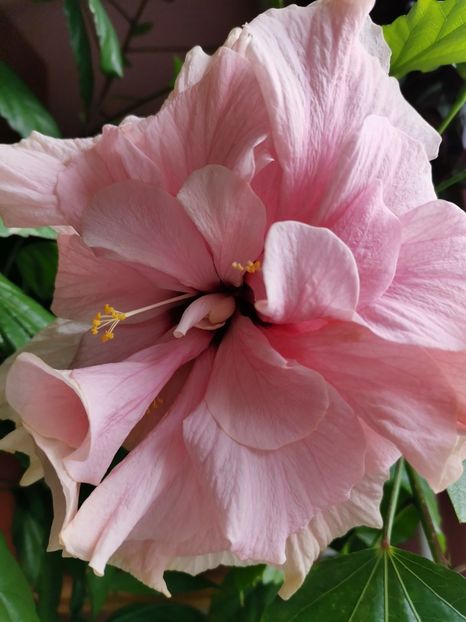  - Hibiscus 2015-2024
