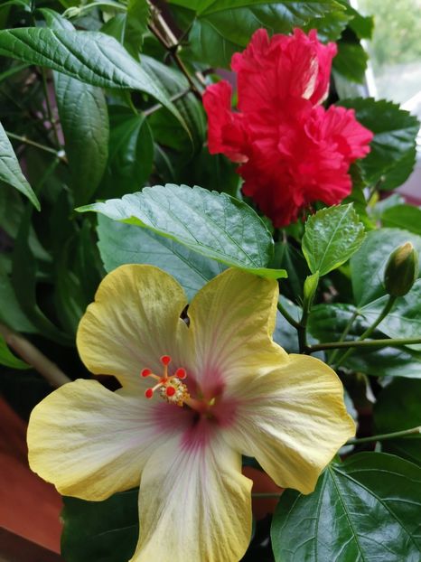  - Hibiscus 2015-2024