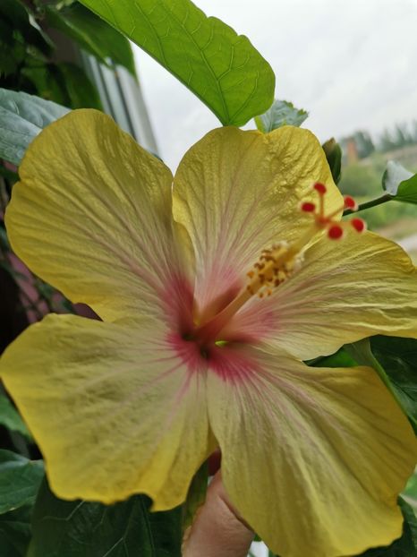  - Hibiscus 2015-2024
