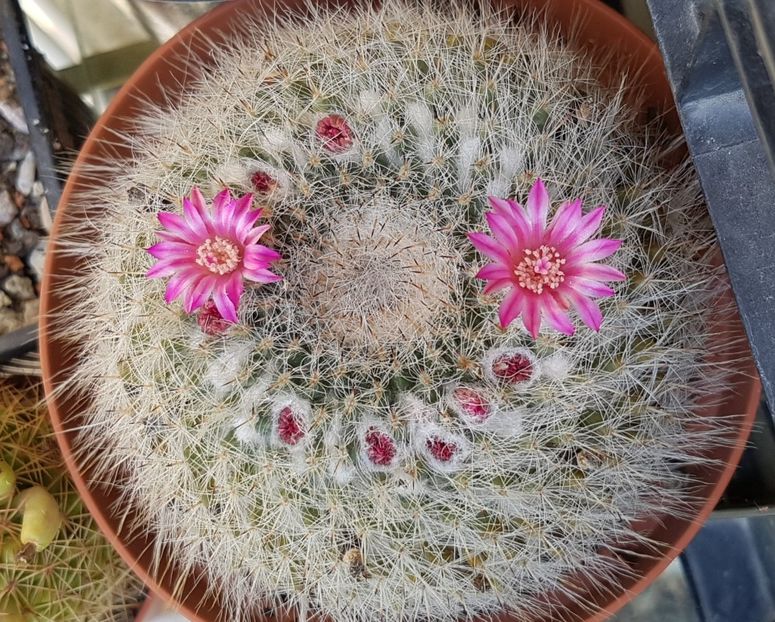  - Mammillaria