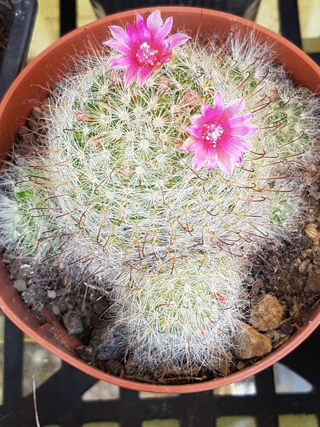 Mammillaria bocasana roseiflora - Mammillaria