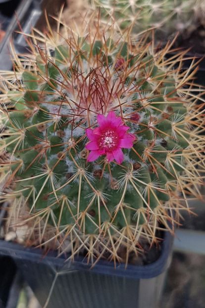 Mammillaria rhodantha - Mammillaria