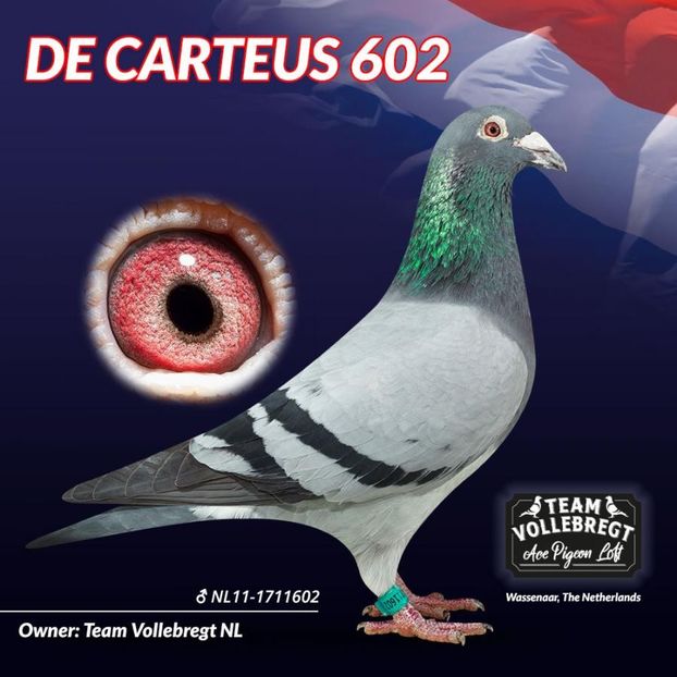 TATA NL11-1711602 De Carteus 602 - WITTNEUS - Team Vollebregt semifrate WITTNEUS 006 1 nat MARSEILLE 2017 1011 km