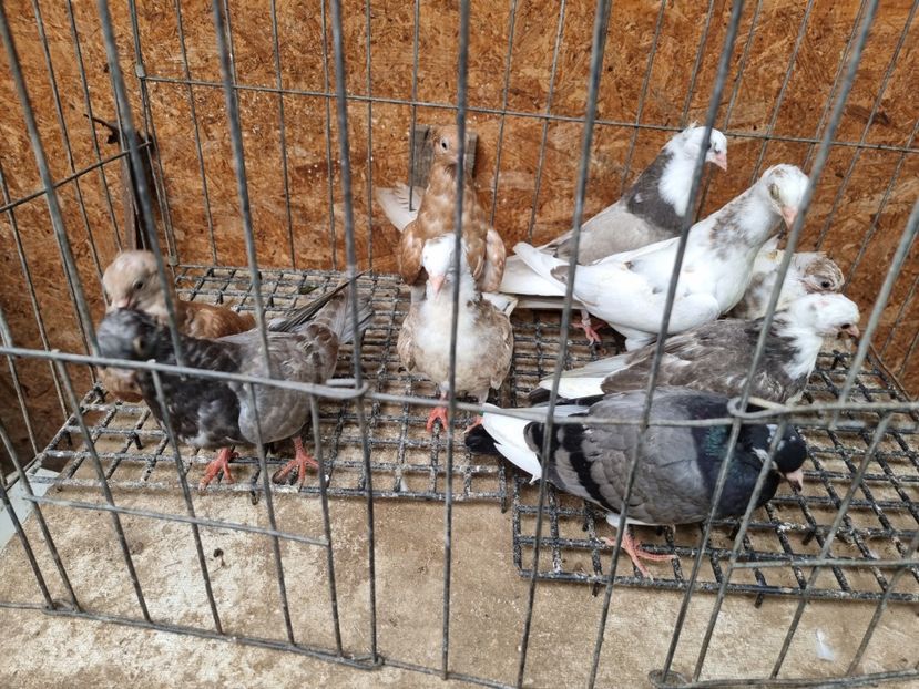  - 5-Jucatori de Amara