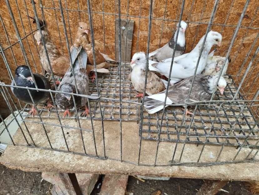  - 5-Jucatori de Amara