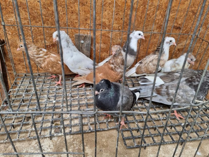  - 5-Jucatori de Amara