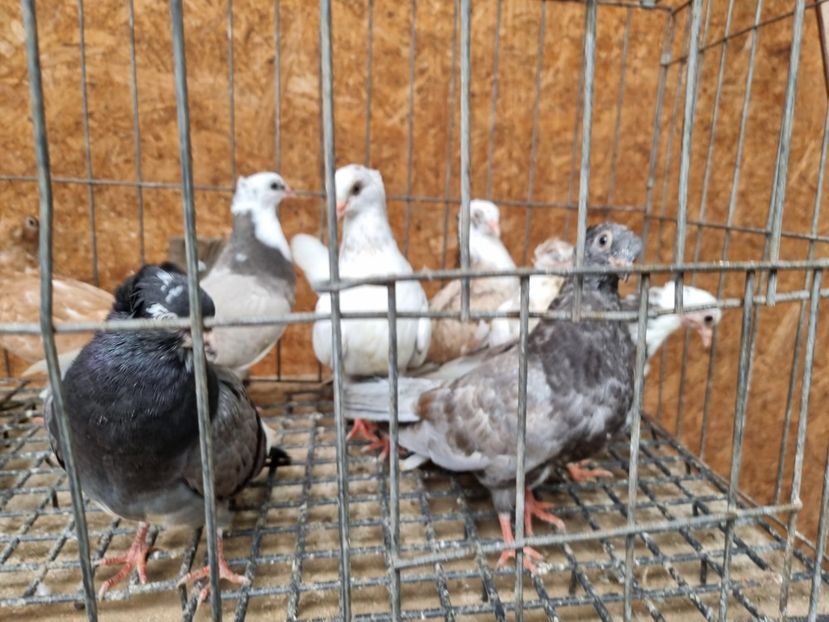  - 5-Jucatori de Amara