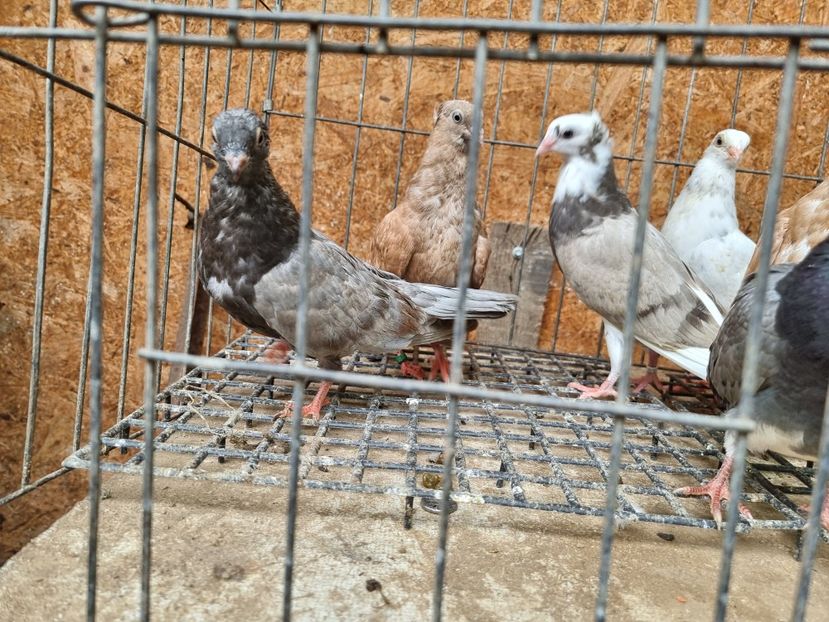  - 5-Jucatori de Amara