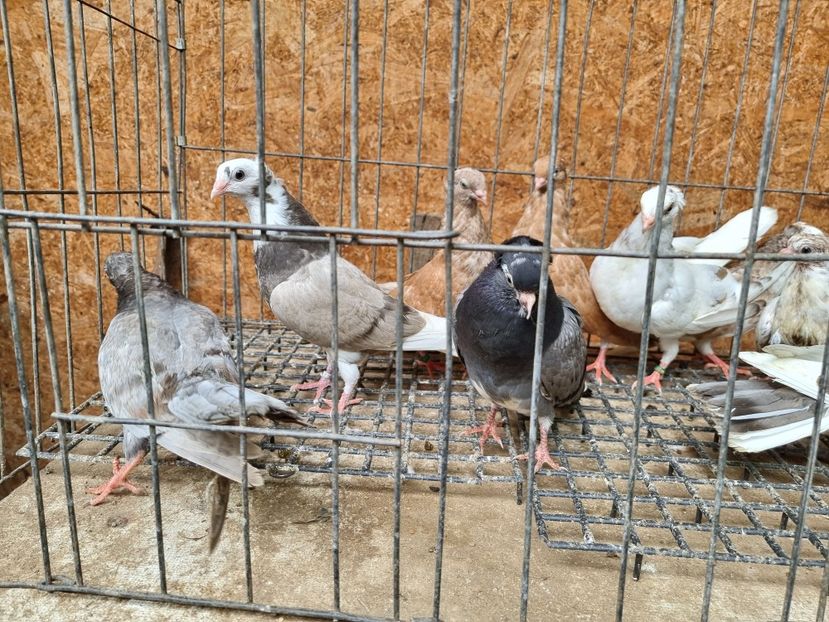  - 5-Jucatori de Amara