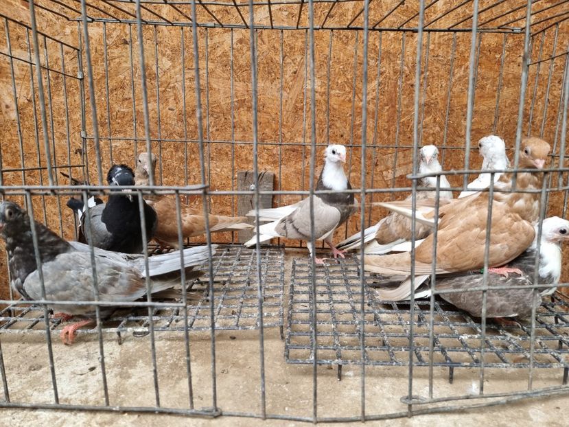  - 5-Jucatori de Amara