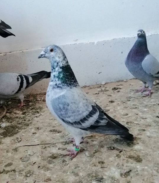 030026-2016 - Zburatori retrasi la reproductie