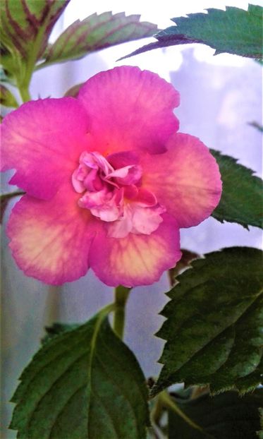  - 0000 ACHIMENES