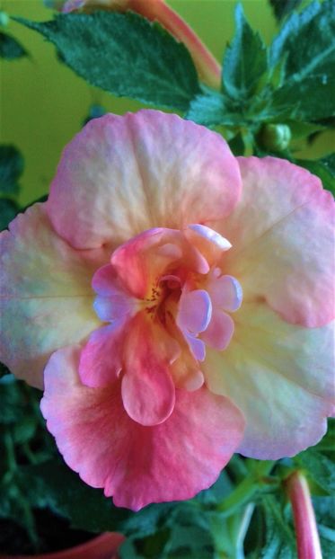  - 0000 ACHIMENES
