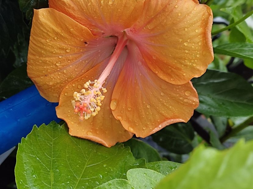 Full sun - HIBISCUS 2021