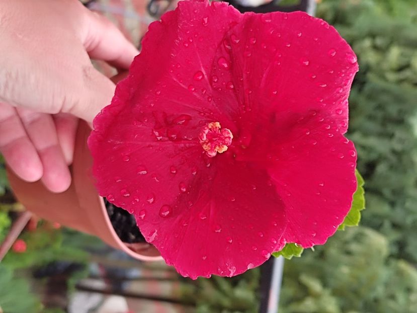 Moana - HIBISCUS 2021