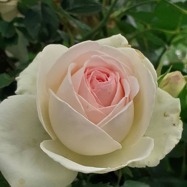 Palais Royale - Iunie 2021