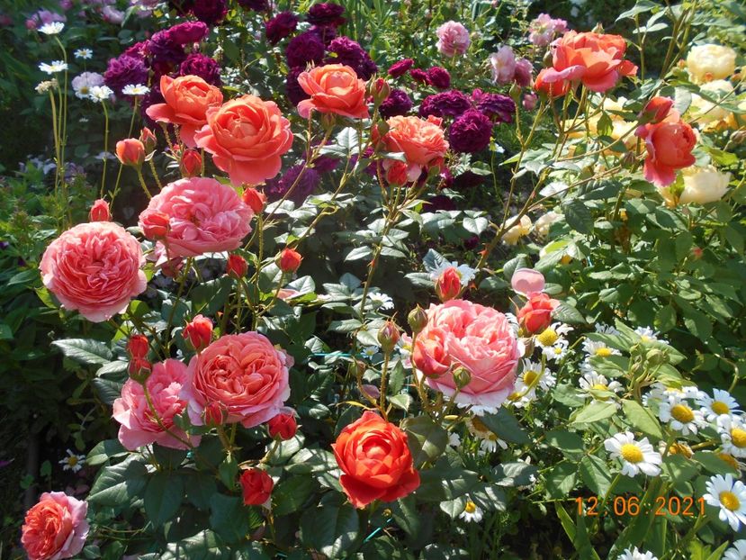  - 02 Trandafiri 2021