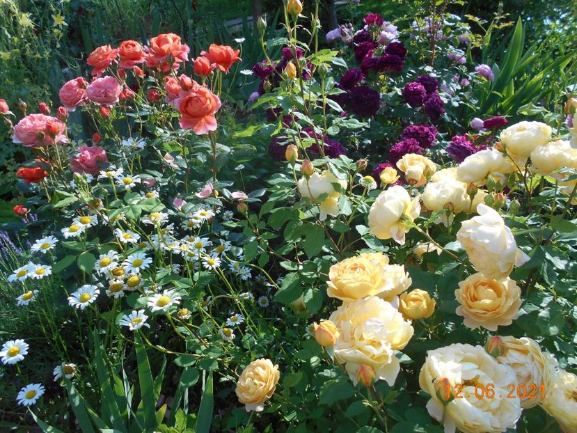  - 02 Trandafiri 2021