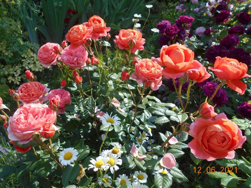  - 02 Trandafiri 2021